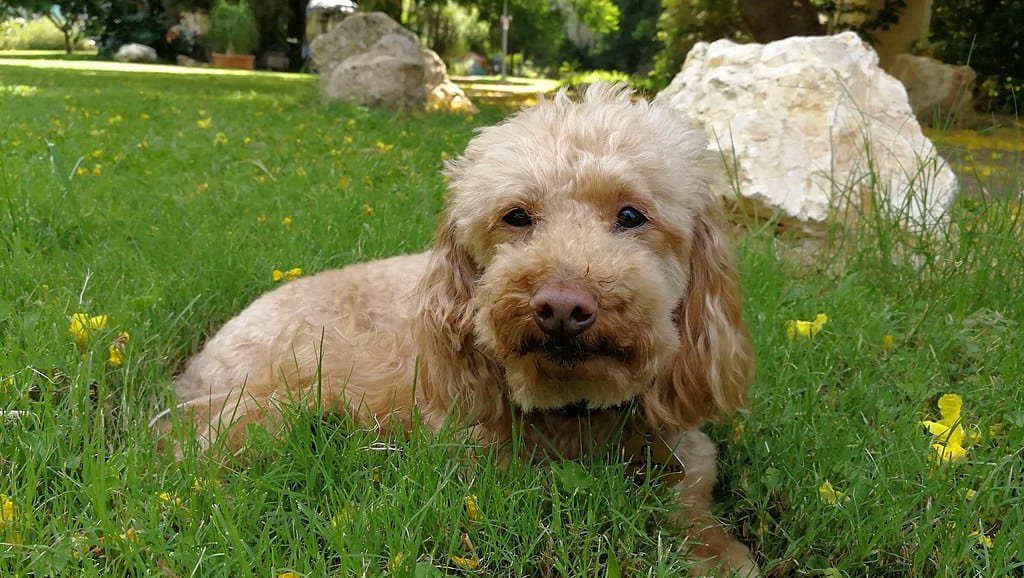 Poodle