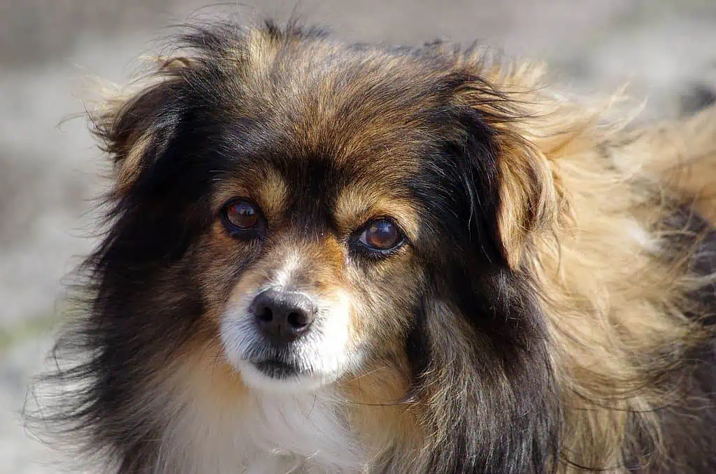Mixed-breed dog portrait