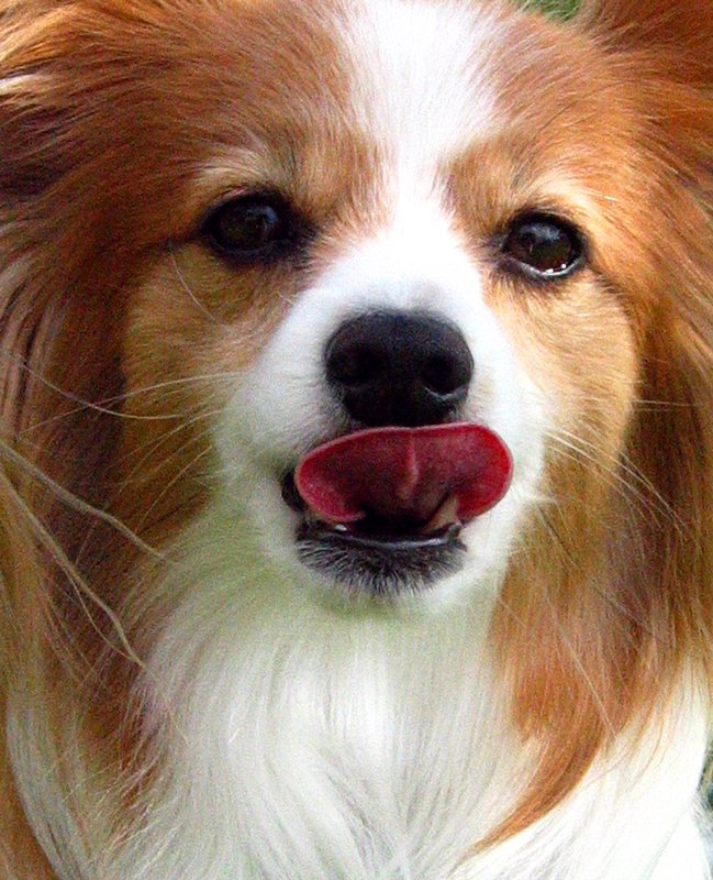 Papillon