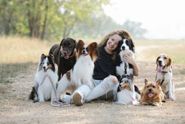 10 Best Dog Breeds for Beginners