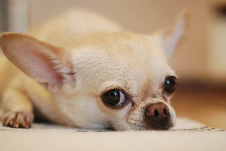 Chihuahua the top 10 ugly dogs