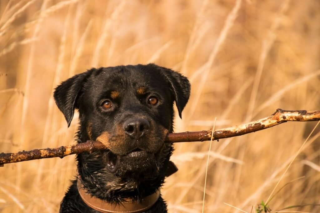 german rottweiler
