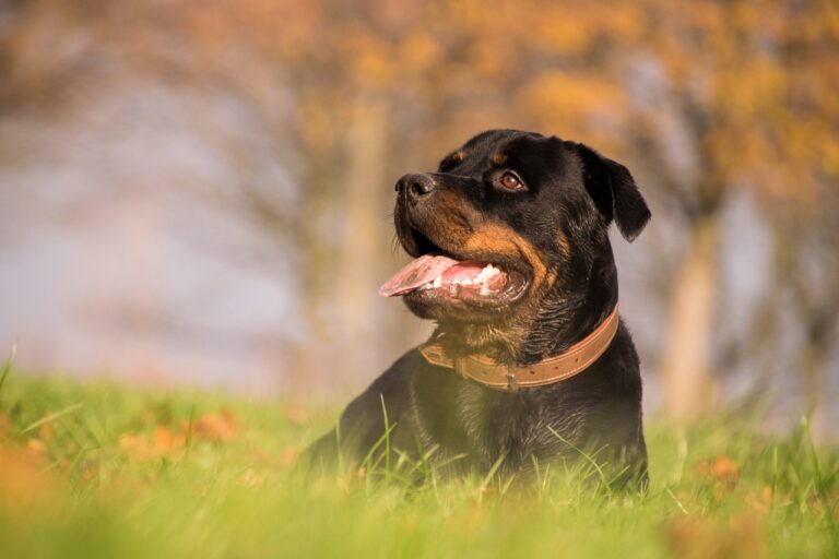 german rottweiler