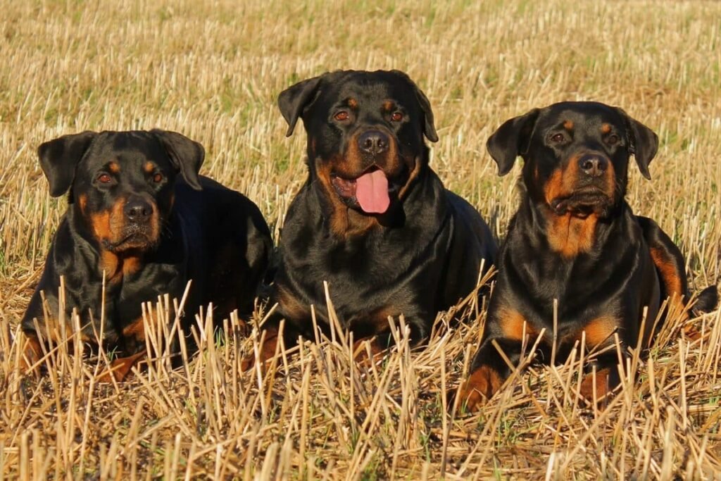 german rottweiler