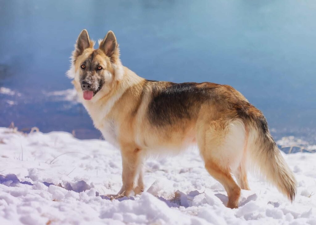 german shepherd