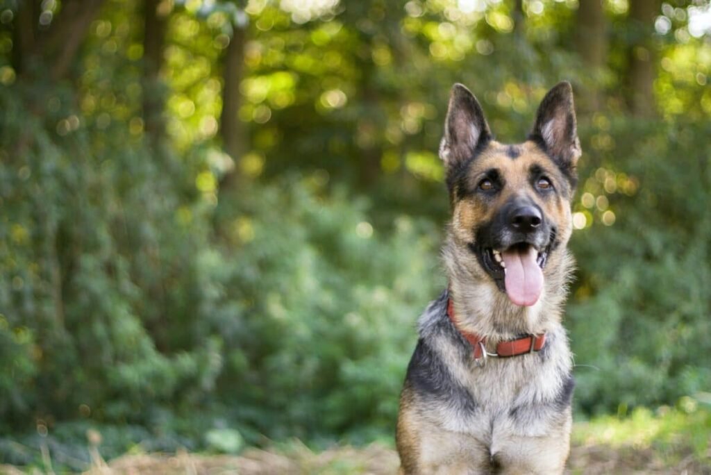 german shepherd