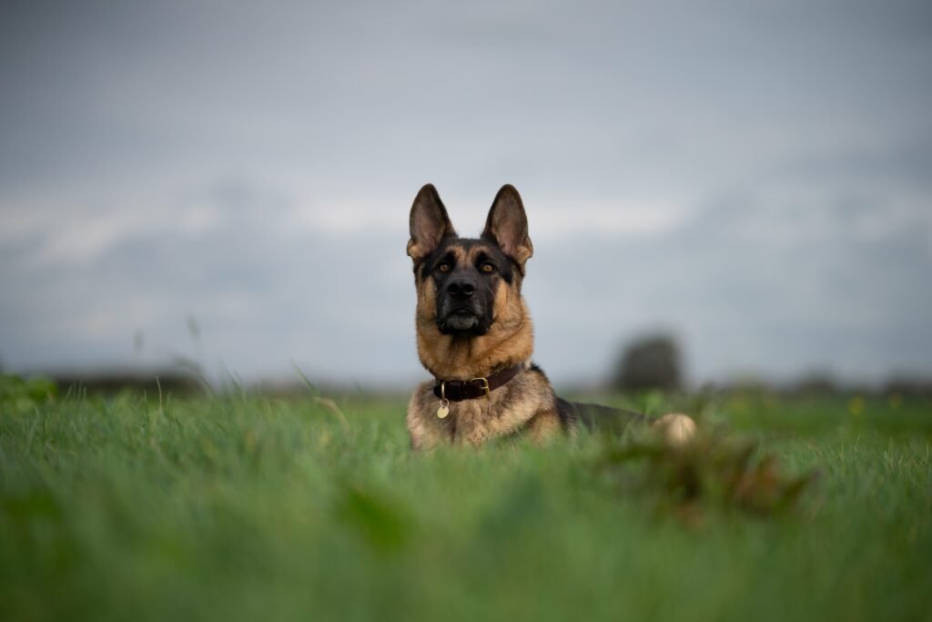 german shepherd