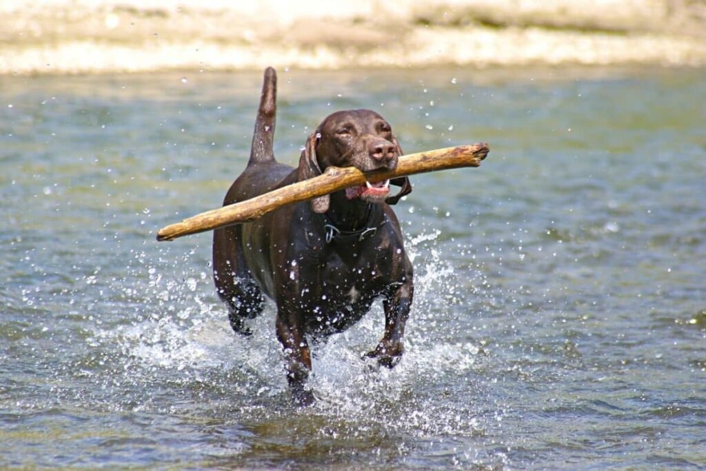 German Shorthaired Pointer