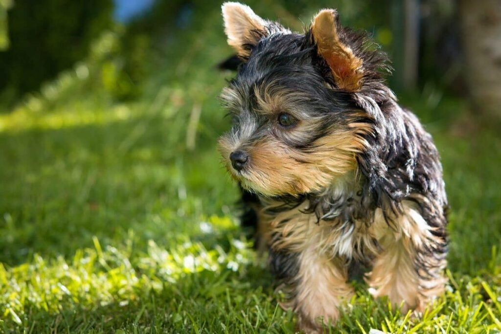 yorkie