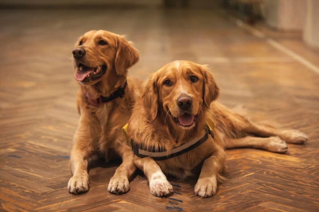 golden retriver