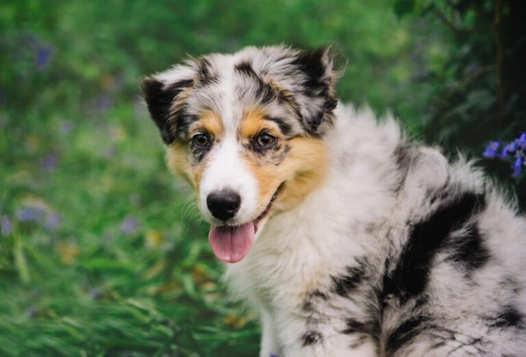 Australian Shepherd