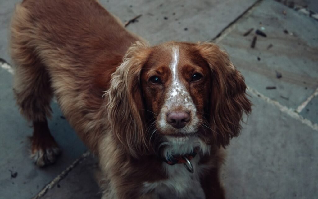 boykin spaniel