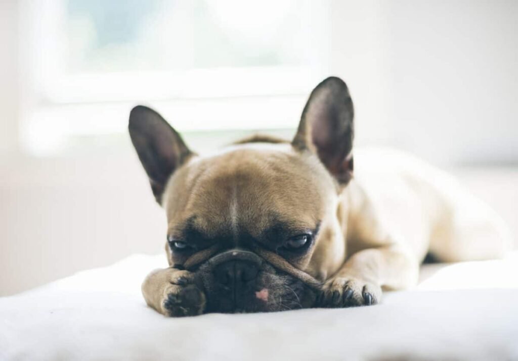 french bulldog