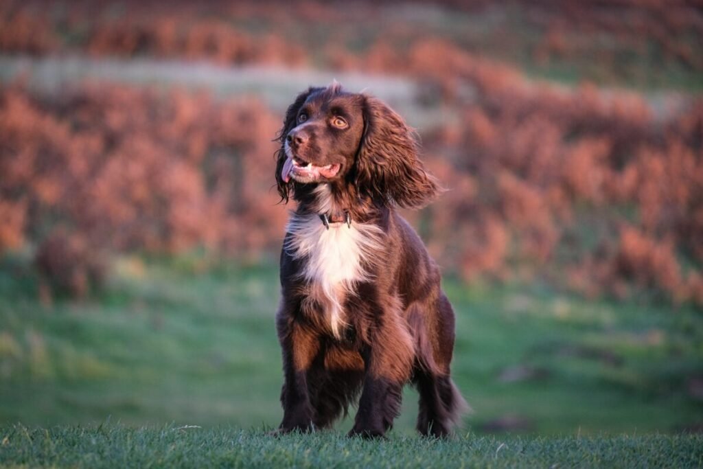 boykin spaniel