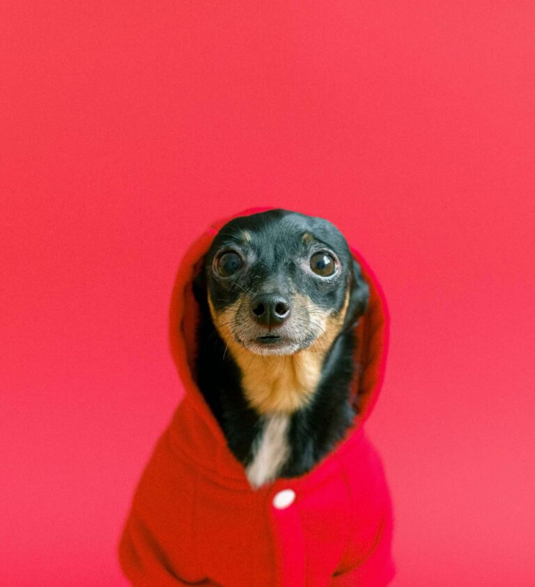 chiweenie daschund chihuahua