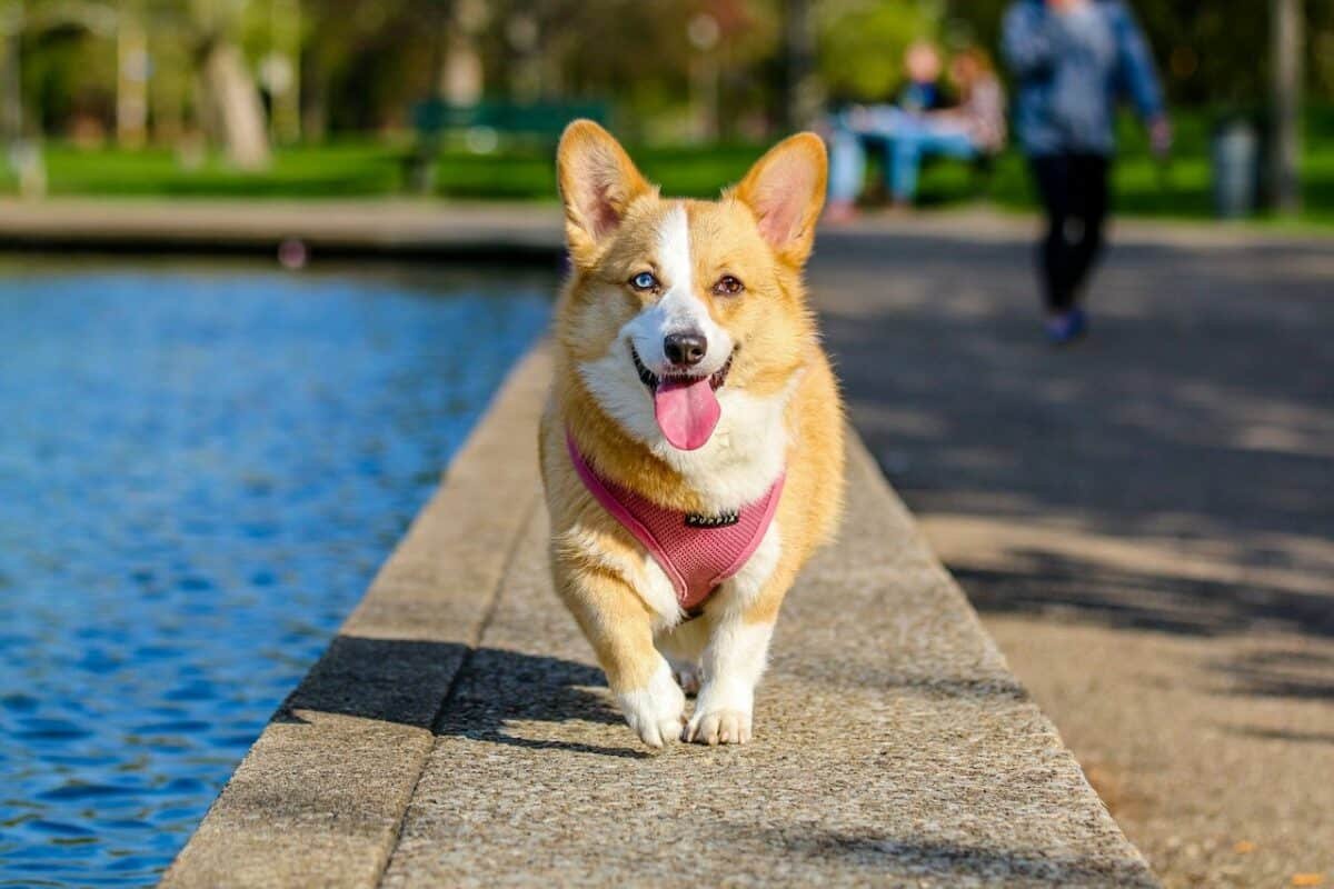 Pembroke Welsh Corgi: History, Traits and Care Tips for This Adorable Breed