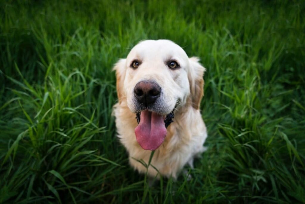 golden retriver