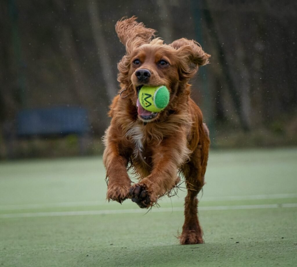 boykin spaniel