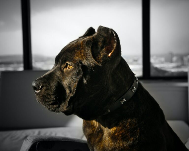 Cane Corso