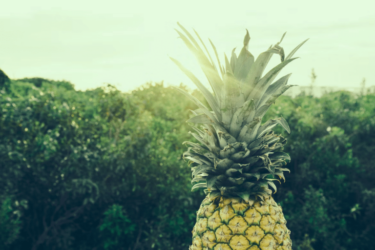 pineapple