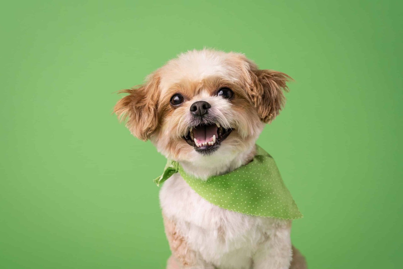 10 Facts about The Gentle Shih Tzu: A Low-Maintenance Companion