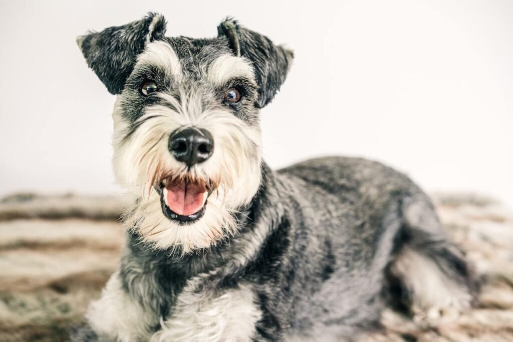 miniature schnauzer