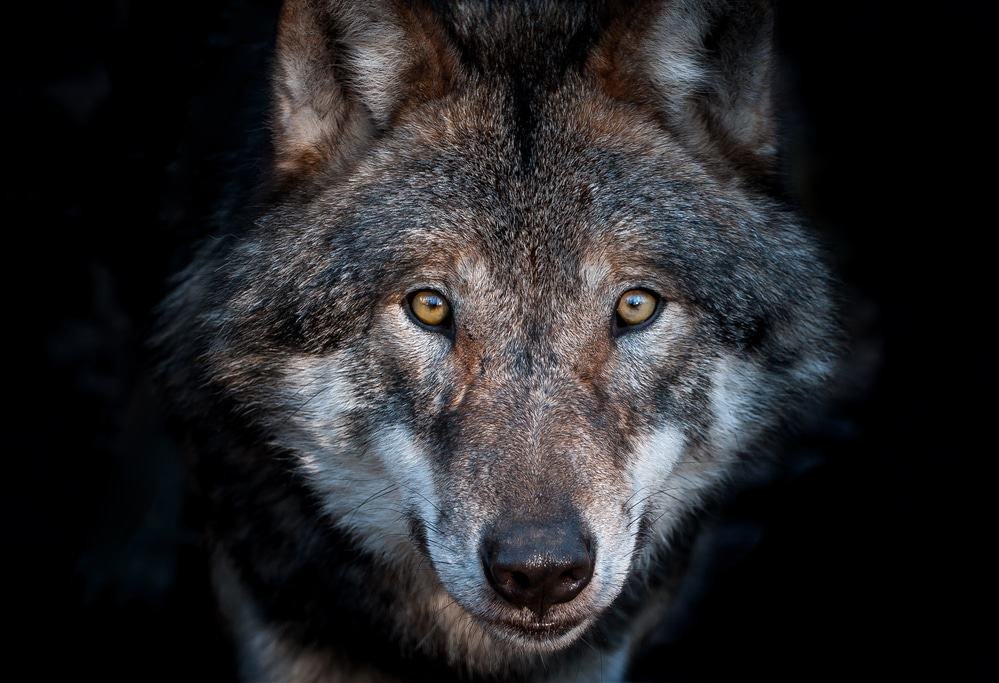 Modern wolf