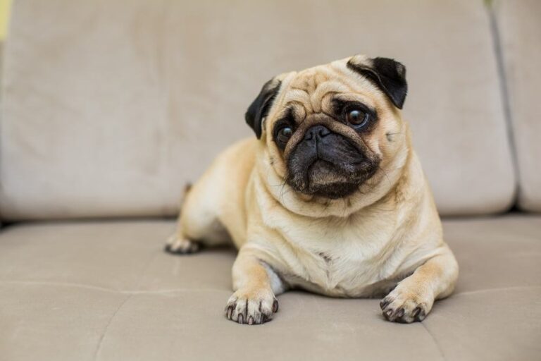 cute pug