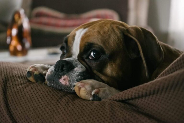 Featured: american bulldog
