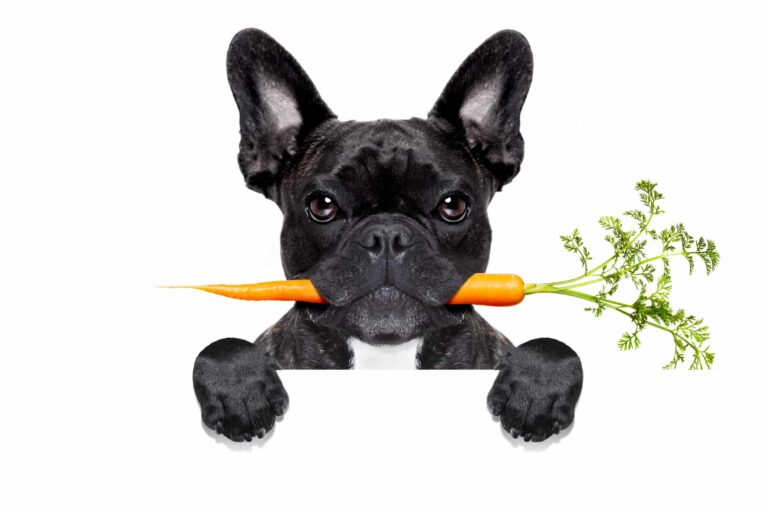 healthy food dog