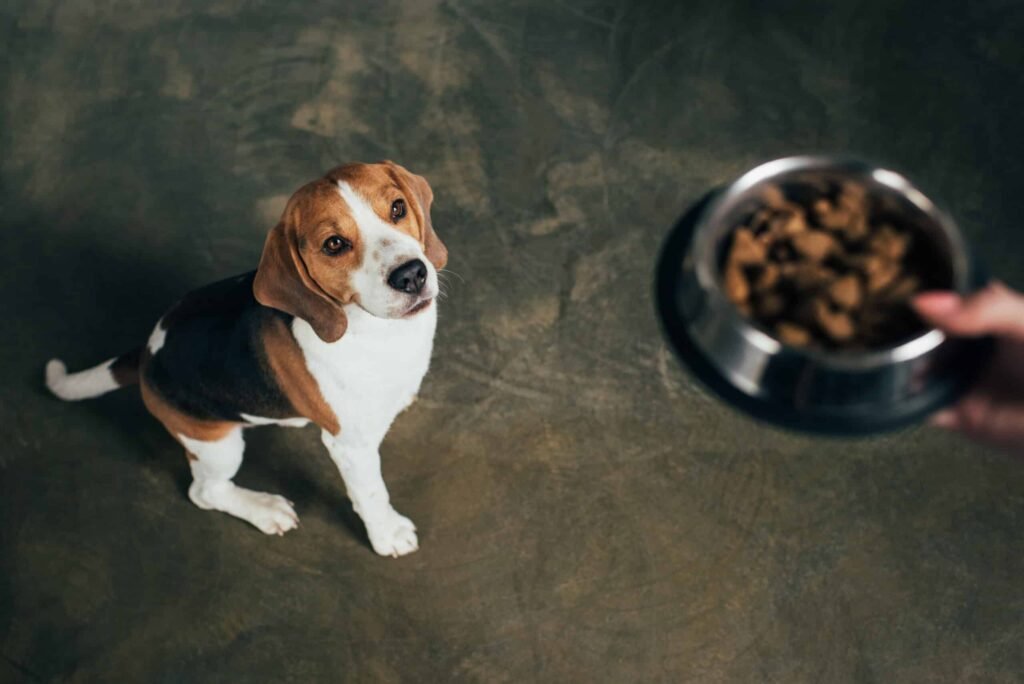 A dig sits waiting patiently for their bowl of kibble.