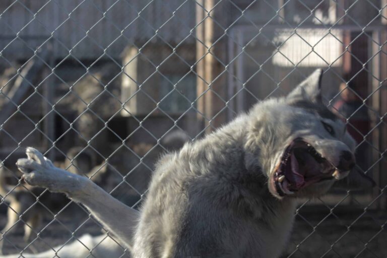 Scary Dogs and How to Handle Them