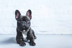 French bulldog