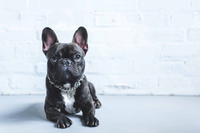 French bulldog