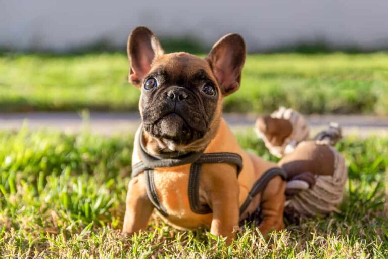 Featured image: Frenchie