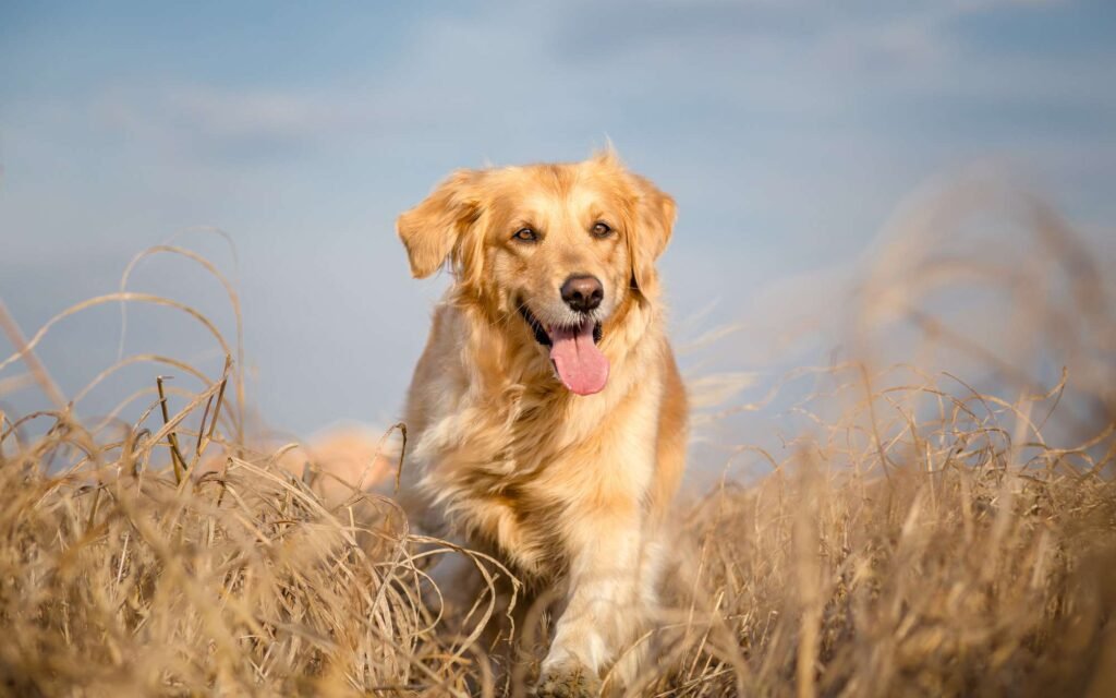 golden retrievers