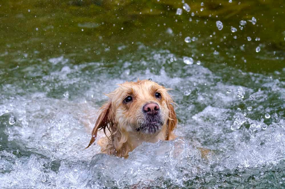 golden retriever