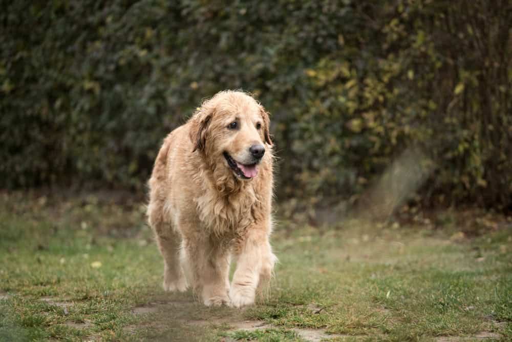 Golden retriever