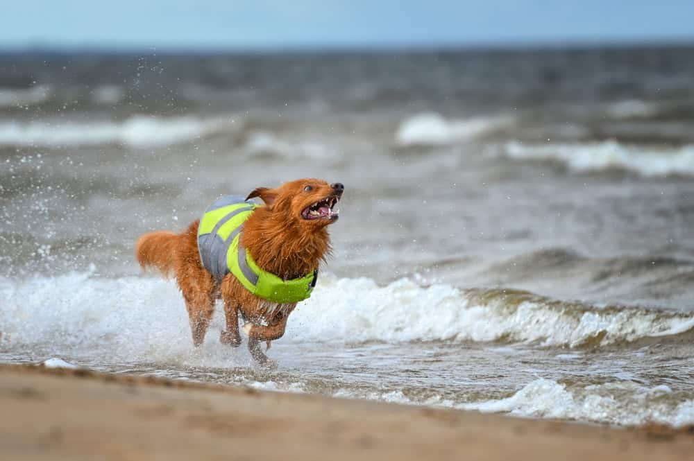 Retriever dog running on the beach in a life jacket.