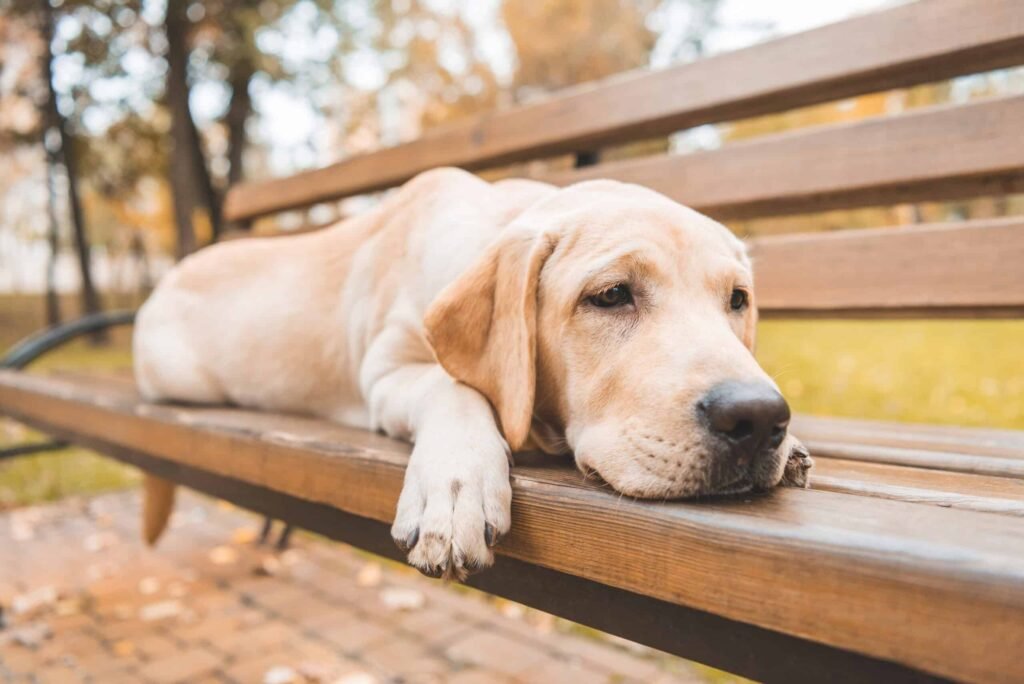 Labrador Retriever lying on a bench.