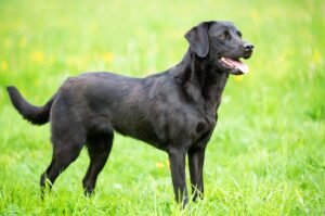 Black labrador retriever on the grass.