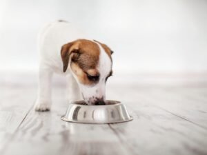 A Jack Russel eating food from bowl.
