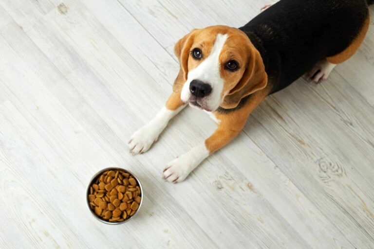 A beagle lying on the floor next to food.