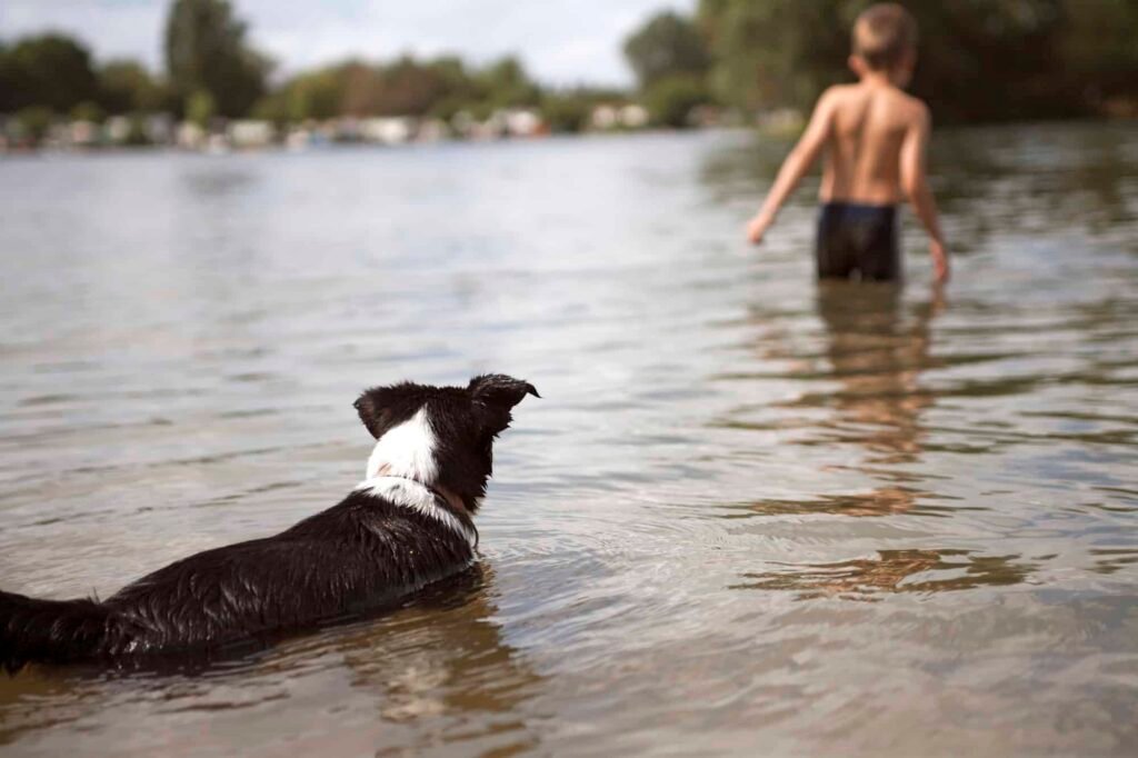 dog swimming with boy in lake