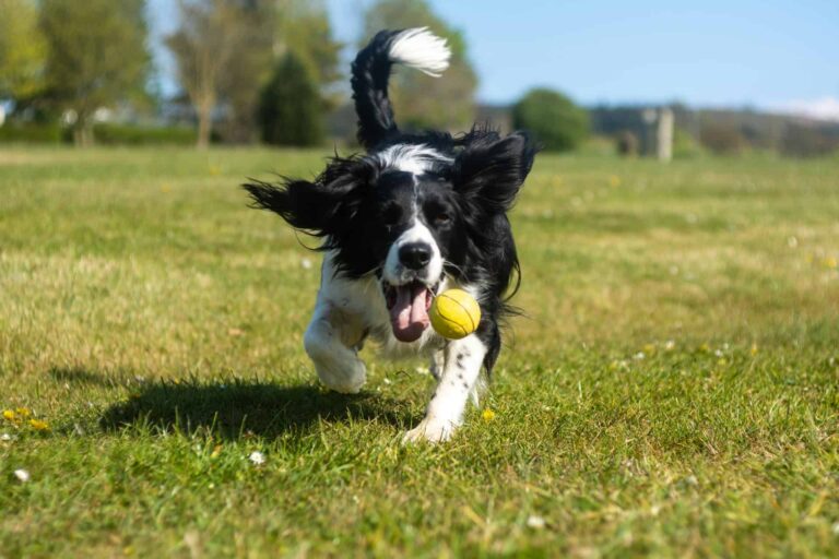 dog playing fetch