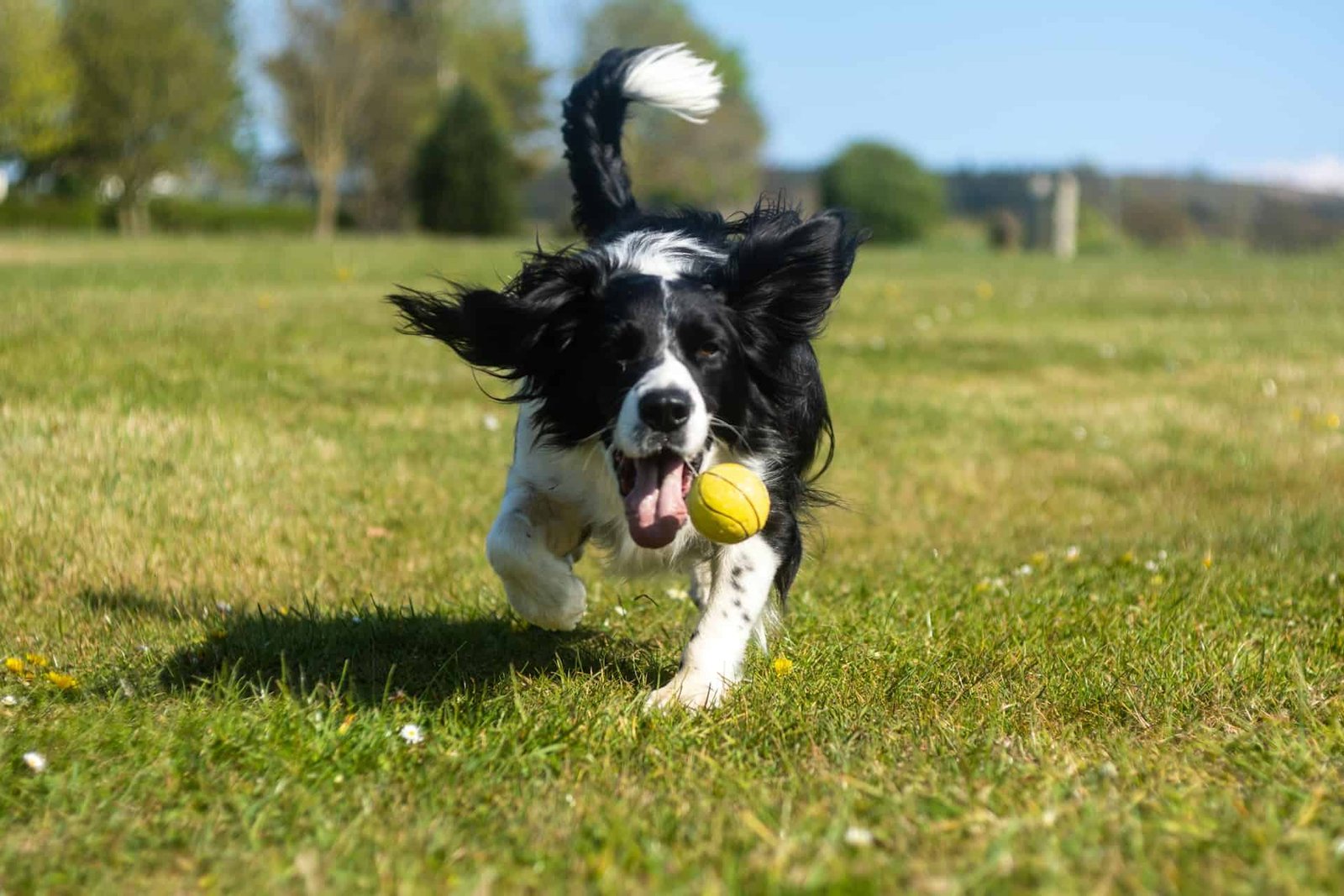 Top 10 Dog-Friendly Cities in the USA You Need to Visit with Your Pup