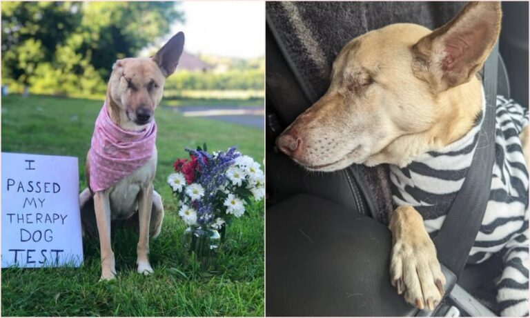 Maggi the blind therapy dog