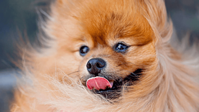 pomeranianwith fur blowing in the wind