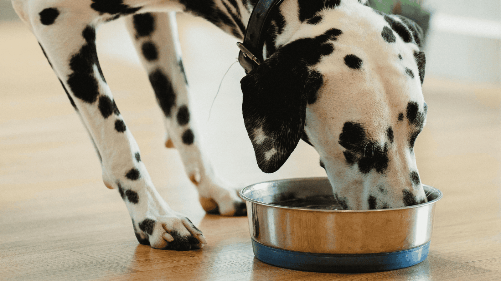 10 Essential Tips to Get a Fussy Dog to Eat