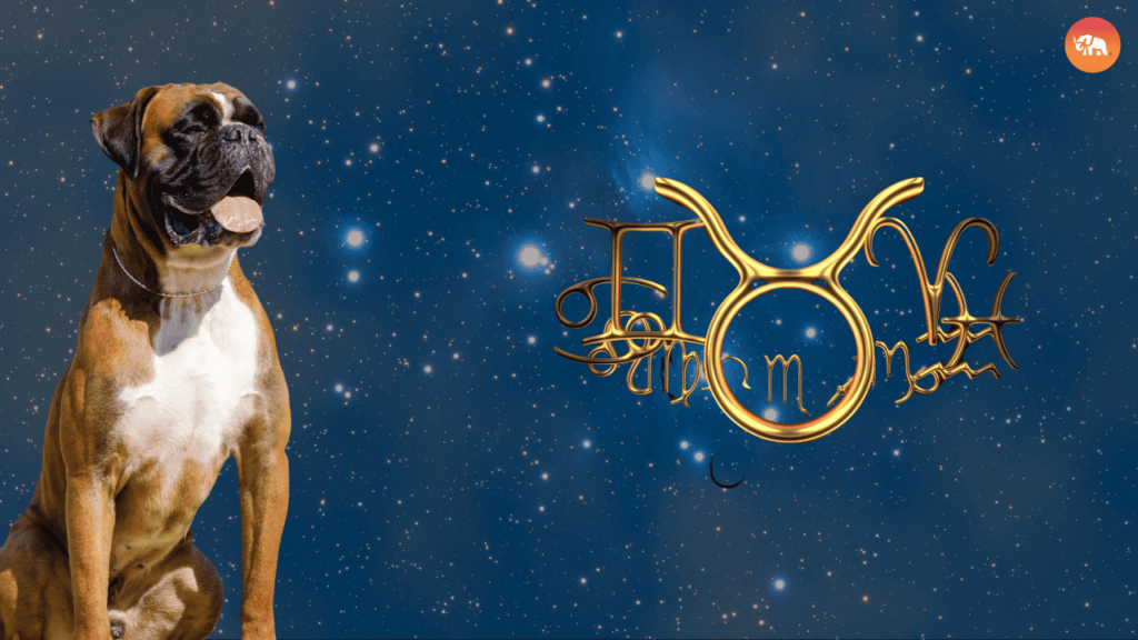 Dog Breeds for Every Zodiac Sign-Taurus-Boxer